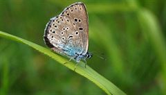 Motýl Modrásek ernoskvrnný.