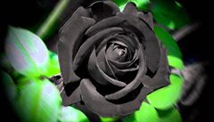Černá růže roste jen na jediném místě světa, hrozí jí zánik