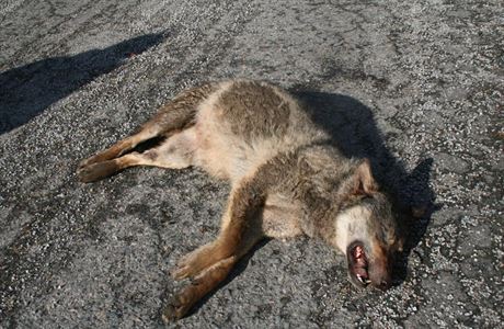 Na dálnici D1 na Havlíkobrodsku srazilo auto minulý týden vlka