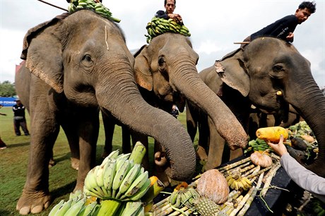 Sloni tráví denn a 16 hodin konzumací rostlinné potravy