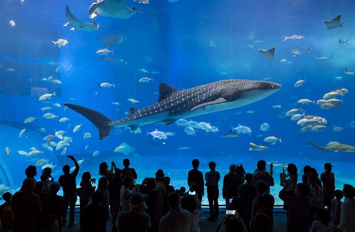 Žraloci, rejnoci i delfíni. Podívejte se na obří akvária, která vám vyrazí  dech | Cestování | Lidovky.cz