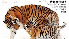 Populace zhruba 540 amurských tygr má být ekology do pti let navýena na 700...