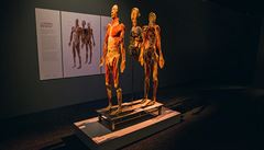 Vystavená mrtvá tla z expozice The Body Exhibition, která se stala terem...