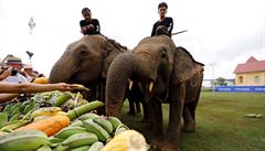 Návtvníci krmí slony.
