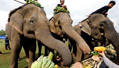 Dánská vláda koupí čtyři poslední slony z místních cirkusů. Chov divoce žijících zvířat hodlá zakázat