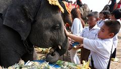 Mladí Thajci se sbliují se slony.