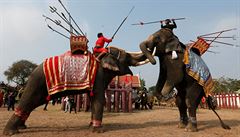Ukázka sloního boje.