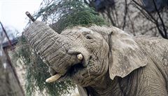 Ve dvorské zoo uhynul Kito. Jediný samec slona afrického v Česku i Slovensku