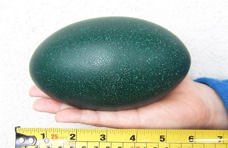 Vejce emu hndho jsou obvykle tmav zelen a zhruba 13 centimetr dlouh.