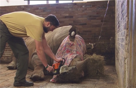 Pracovník zoologické zahrady odezává nosoroci rohovinu.