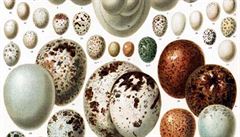 Rozmanitost ptaích vajec je obdivuhodná. Tato ilustrace z encyklopedie *Meyers...