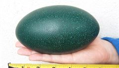 Vejce emu hndého jsou obvykle tmav zelená a zhruba 13 centimetr dlouhá.