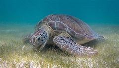 Jak pomoci ohroženým mořským želvám? Organizace se snaží chránit vajíčka před pytláky
