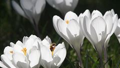 Jaro (Ilustra�ní foto)