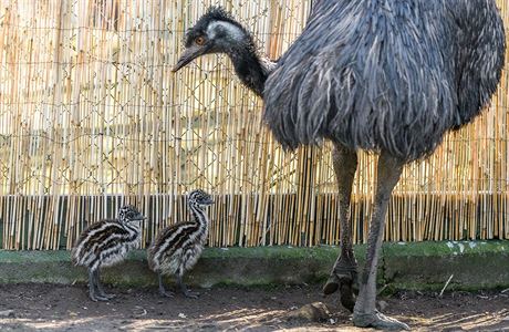 O mlata emu se v prask zoo star jejich otec Emil