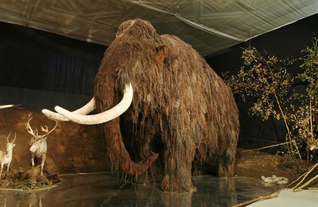 Mamut v Národním muzeu v Praze.