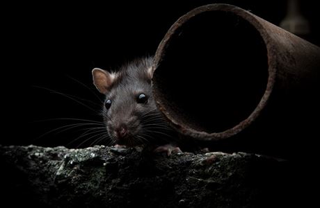 Nemoc íí krysy, které vyhnalo do obydlených oblastí bezohledné odlesování...