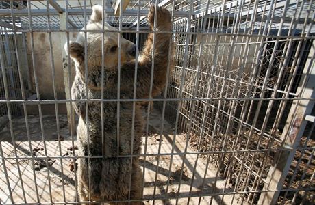 Tm organizace Four Paws zachrauje poslednho lva a medvdici v mosulsk zoo.