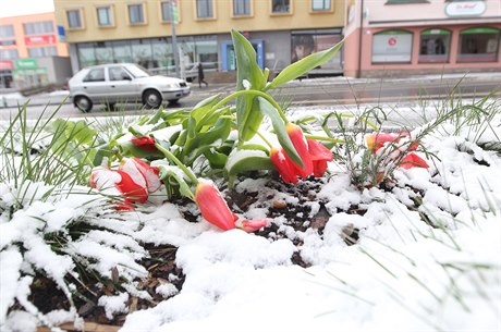 ár nad Sázavou, sníh pokryl rozkvetlé tulipány.