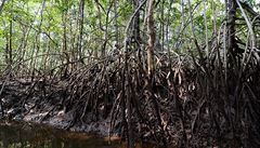 Koeny mangrove