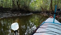 V úzkém kanálu vedoucího do nitra mangrovového porostu