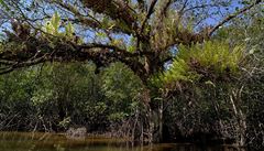 Osamocen strom v porostu mangrove