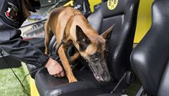 Policejní pes ohledává stídaku Borussie Dortmund.