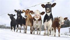 Krávy na zasnené pláni v Nmecku fotograf zejm fascinuje.