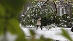 Tký sníh v Bosn polámal stromy.