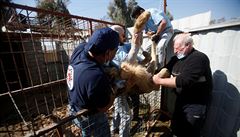 Tým organizace Four Paws zachraňuje posledního lva a medvědici v mosulské zoo. | na serveru Lidovky.cz | aktuální zprávy