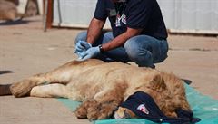 Tým organizace Four Paws zachrauje posledního lva a medvdici v mosulské zoo.