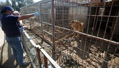 Tým organizace Four Paws zachrauje posledního lva a medvdici v mosulské zoo.
