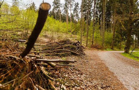 Lesy hl.m. Prahy odstraňují v Kunratickém lese zdravotně nevhodné stromy...