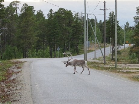 Lapontí sobi.