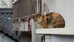V centru Pardubic bude možná platit zákaz krmení koček | na serveru Lidovky.cz | aktuální zprávy