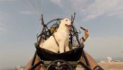 VIDEO: Pes, kter se vzn nad mstem Didda na paramotoru