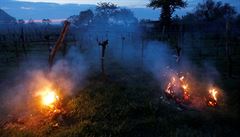 Vinai bojují proti mrazu. U Vídn zapalují na vinicích slámu.