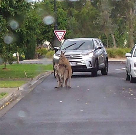 Páící se klokani na pedmstí Melbourne.