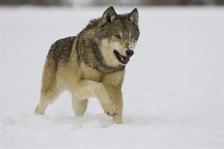 Vlk (ilustrační foto)
