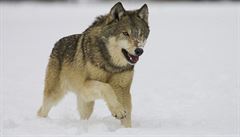 Vlci zpt v esku. Na Broumovsku je potvrzen pohyb minimln pti vlk