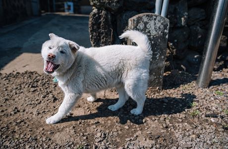 Lovecký pes indo se piatýma uima a krátkou srstí je symbolem Jiní Koreje