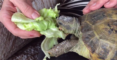 Jak se krmí želvy