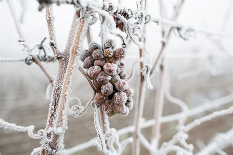 Zmrzlý hrozen na moravském vinohardu.