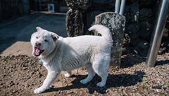 Lovecký pes čindo se špičatýma ušima a krátkou srstí je symbolem Jižní Koreje | na serveru Lidovky.cz | aktuální zprávy