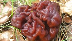 erstvá houba gyromitra esculenta (latinsky) neboli uchá obecný. Finski...