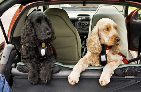Pes v aut - ilustraní foto