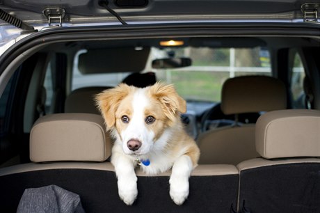 Pes v aut