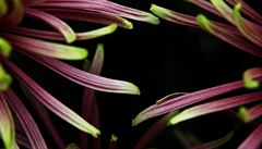Rozmanité rostliny jsou ideálními modely pro milovníky fotografování.