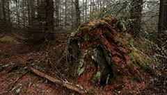 Zbytky odumelých strom a liejníky porostlé smrky dodávají brdským lesm...