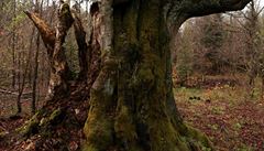 Památný strom Hraniní buk v Teslínech je posledním hraniním stromem v Brdech...
